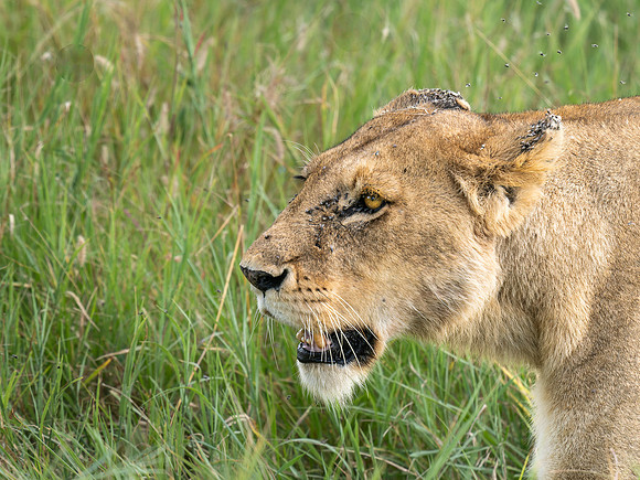 Lioness