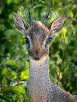 Dic Dic Antelope