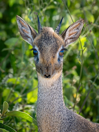 Dic Dic Antelope