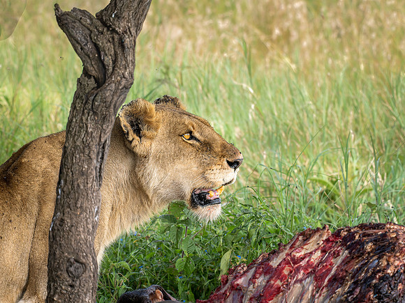 Lioness feeding on a Wildebeest
