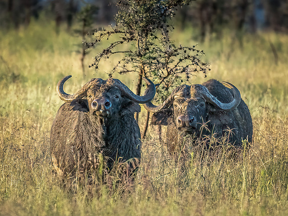 20240208-Tanzania 20240578-Edit