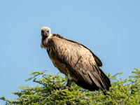 Black & White Vulture