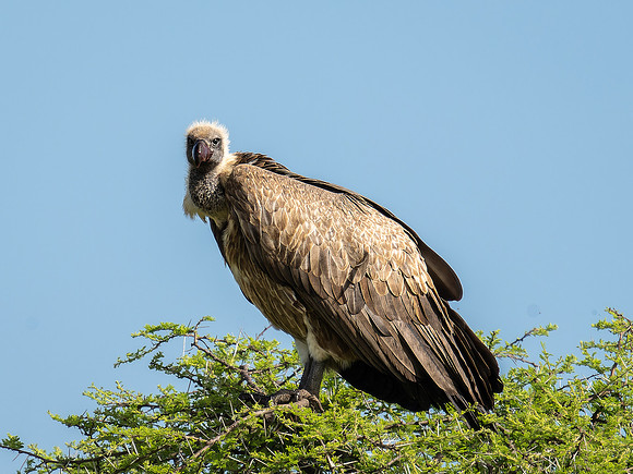 Black & White Vulture