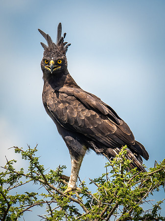 Long Crested Eagle