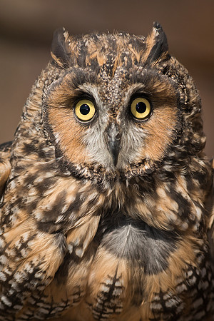 Long Eared Owl