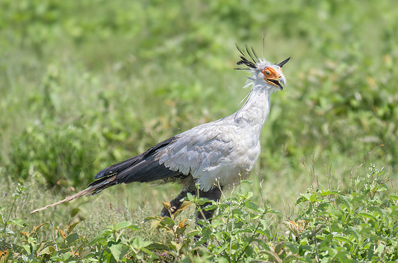 Secretary Bird