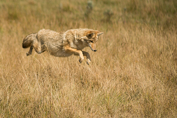 Super Coyote