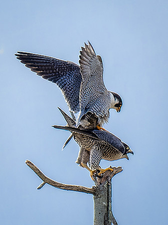 20240406-Peregrine0107-DNG_DxO_DeepPRIME-Enhanced-SR