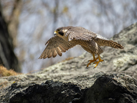 20240406-Peregrine0196-DNG_DxO_DeepPRIME-Enhanced-SR