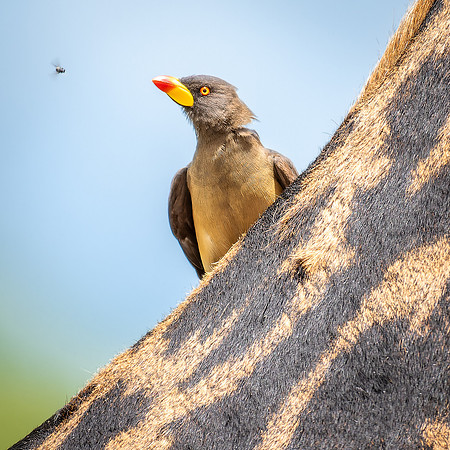 Yellow Billed Oxpecker on a Giraffe