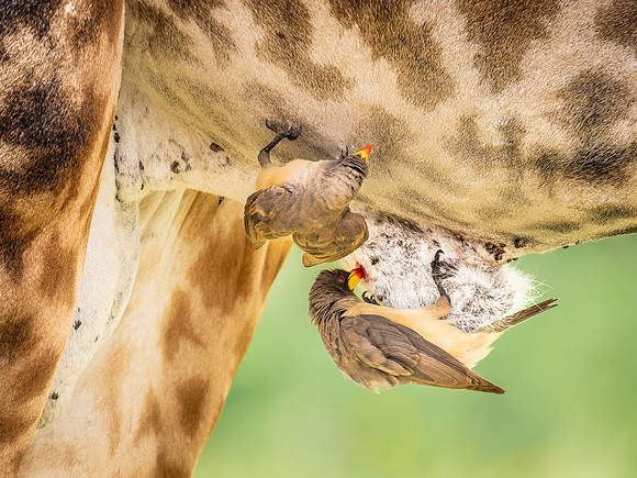 Yellow Billed Oxpecker on a Giraffe