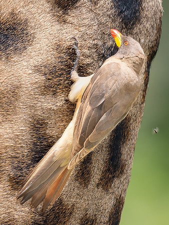 Yellow Billed Oxpecker on a Giraffe