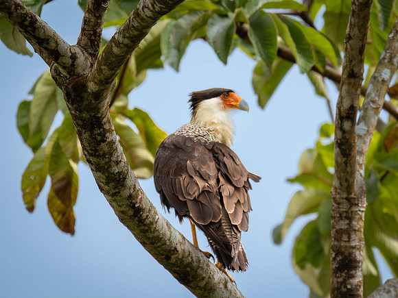 Crested Caracara