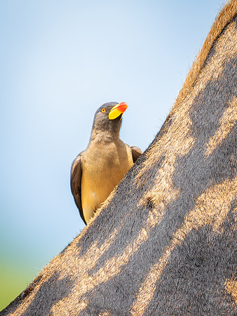 Yellow Billed Oxpecker on a Giraffe