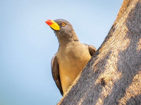 Yellow Billed Oxpecker on a Giraffe