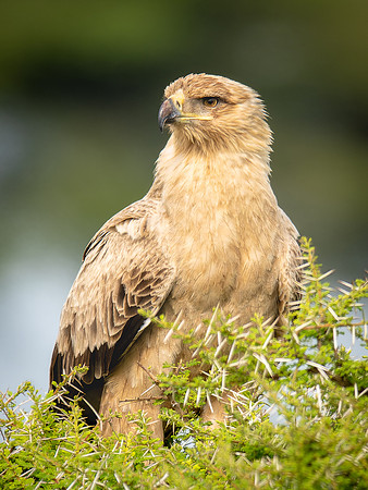 Tawny Eagle