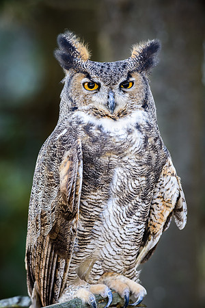 Great Horned Owl