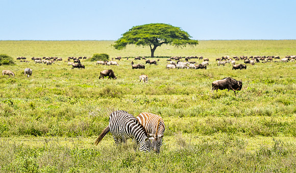 The Great Migration
