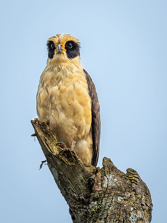 Laughing Falcon