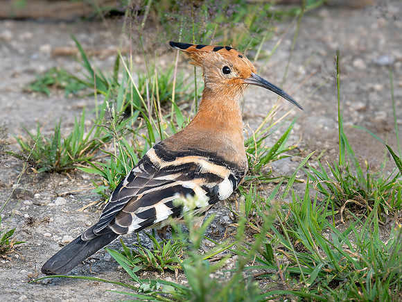 Eurasian Hoopoe