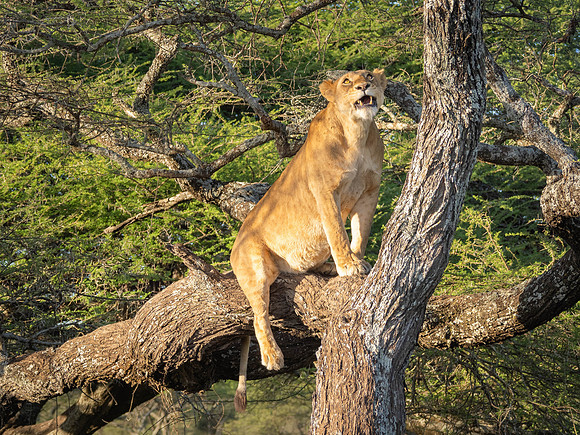 Lioness in a tree