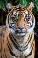 Sumatran Tiger