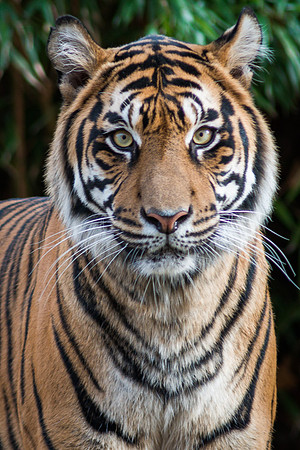 Sumatran Tiger
