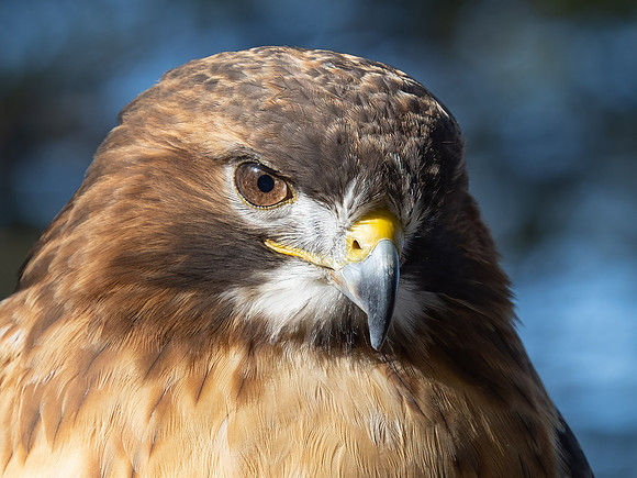 Red-tailed Hawk
