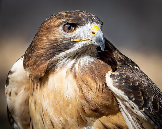 Red-tailed Hawk