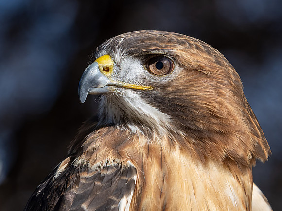 Red-tailed Hawk
