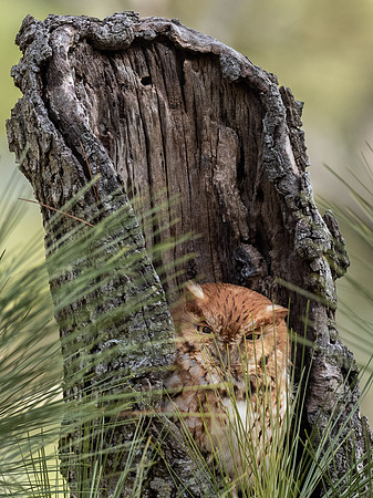 Eastern Screech Owl, Red Morph