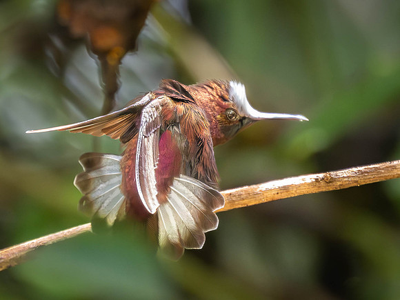 Snowcap Hummingbird