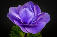 Purple Anemone