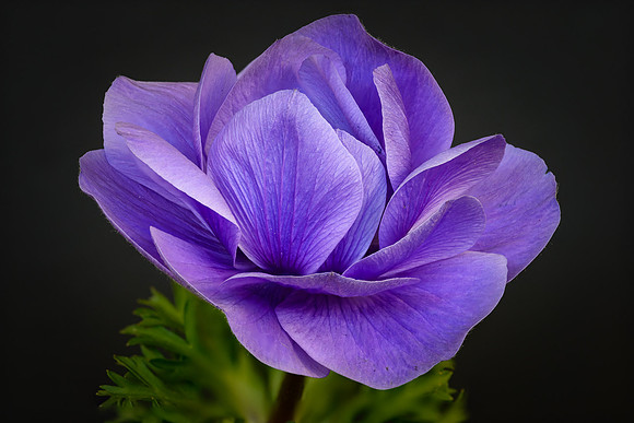 Purple Anemone