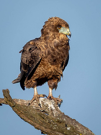 Brown Snake Eagle