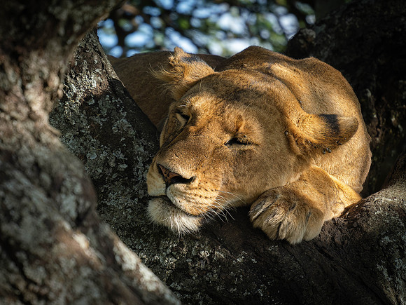 Lioness sleeping