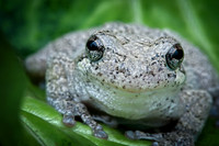 Tree Frog 3