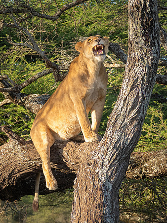 Lioness in a tree