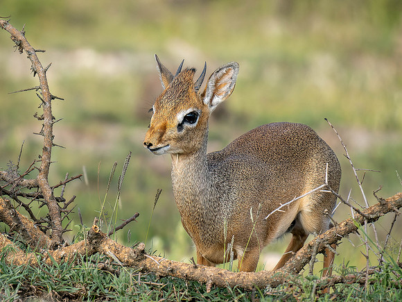 Dik Dik Antilope