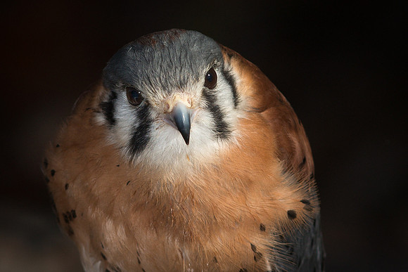 American Kestral Falcon, Male