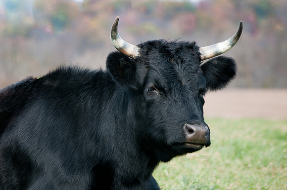 Steer