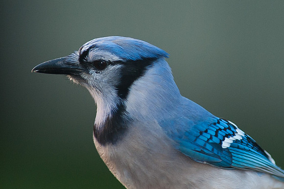 Blue Jay