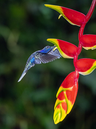 Violet Sabrewing
