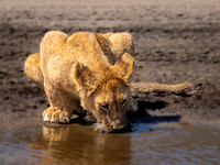 Lion cub drinking from the lake