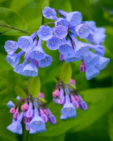 Bluebells