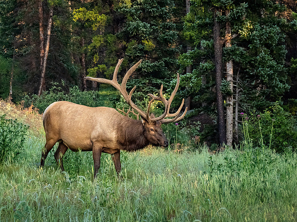 Bull Elk, Rocky Mountain National Park