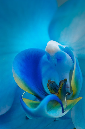 Blue Mistique Moth Orchid