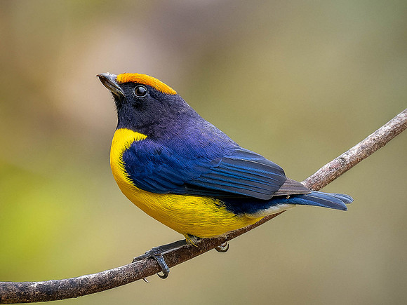 Tawny-capped Euphonia