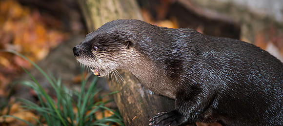 River Otter