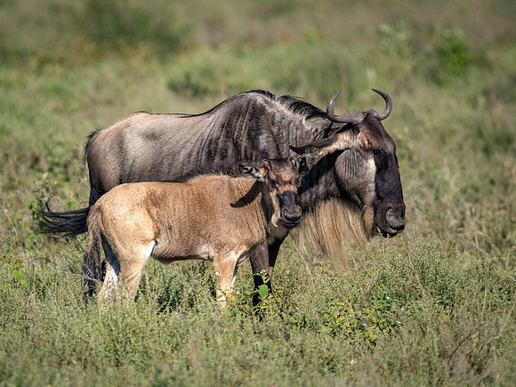 Wildebeest with calf